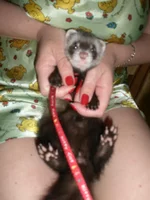 IBLhfreypV.webp IBLhfreypV.webp