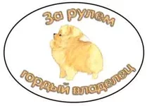 pom_shpitz3.webp