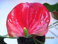 .webp