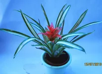 .webp