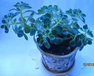  знаю кто_1.webp