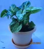 _1.webp