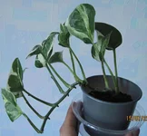  пестролистный.webp