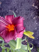 0184.webp
