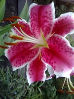 0186.webp