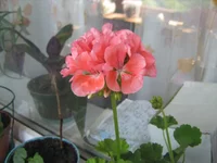  096.webp