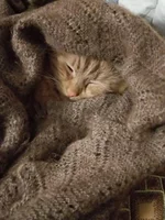 IMG-bed3041a0e3bec0df01ea486d4b95fb7-V.webp