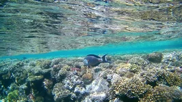 FHD0048_1.webp