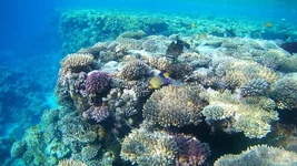 FHD0249_1.webp