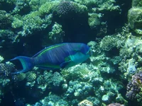 P9047436_1.webp