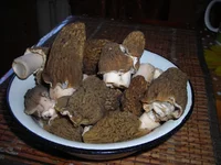 DSCN7538.webp