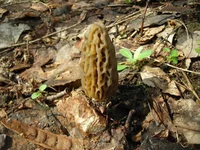 DSCN7545.webp