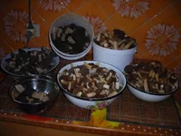 DSCN7575.webp