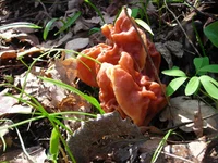 DSCN7554.webp