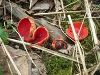 DSCN7560.webp