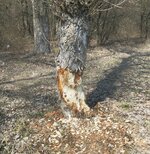 IMG_2628.jpg