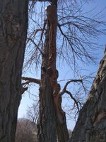 IMG_20210411_122816.jpg