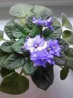 Photo0076.webp
