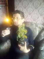 Мемоза.jpg