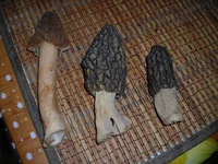 DSCN7576.webp