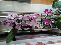 IMG_20210424_083000.webp