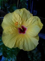 DSCN5095-1.webp