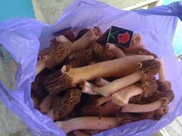 IMG_1399[1].webp