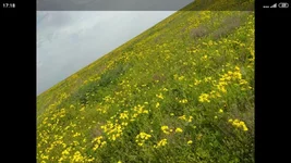 Screenshot_2021-05-02-17-18-37-786_com.miui.gallery.jpg