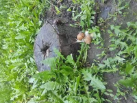 IMG_20210507_062051.webp