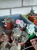 IMG_20210510_082132_HDR.webp