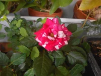 DSCN5318-1.webp
