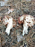 IMG_20210513_094242.jpg