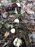IMG_20210513_113951.webp