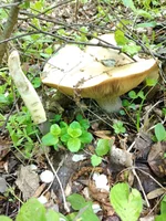 IMG_20210513_120908.webp