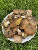 IMG-91182d8449cbb212be3a8482bc250ae2-V.webp