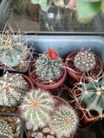 IMG_20210523_190402_HDR.webp