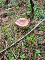 20210602_094231.webp