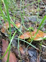IMG_20210604_100834.jpg