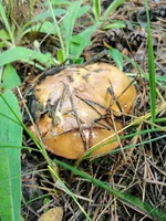 IMG_20210604_094847.webp
