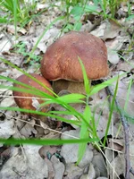 IMG_20210607_090514.webp