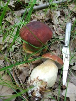 IMG_20210607_100758.webp