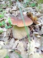 IMG_20210607_112644.jpg