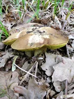 IMG_20210607_113253.webp