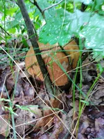 IMG_20210610_094342.webp