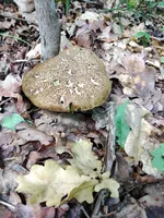 IMG_20210610_105631.webp