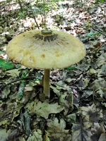 IMG_20210610_125655.webp