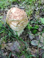 IMG_20210615_092658.jpg