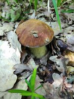 IMG_20210615_110915.jpg