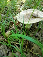 IMG_20210615_113425.webp