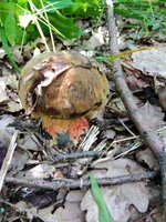 IMG_20210615_121636.jpg
